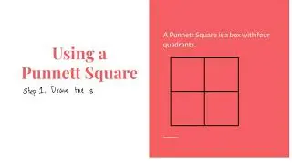 How to use Punnett Squares Notes