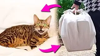 Facing the Unforeseen - Emergency Dash to the ER to Save a Cat's Life During Labor