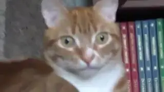 Zihin Karmaşası Yaşayan Kedi -  Mind Chaos Living Cat