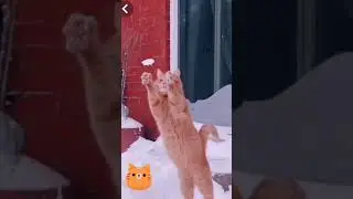 😜🤪😝 Смешные видео 2021 😁новинки 2021