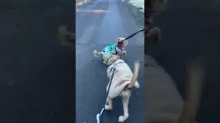Bundy and Maya
