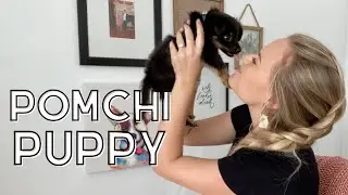 Meet our new puppy! | Pomchi Puppy