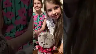 Басики любят играть с детьми. 