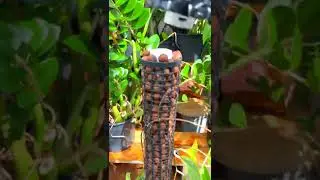 Beautiful Plant Stick | Plant Pole #shorts