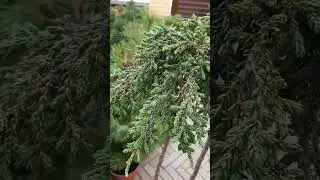 ❤🌲Красивые и редкие хвойные растения | Telegram: https://t.me/love_is_hvoiny_dvorik