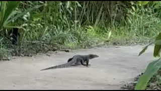Water monitor lizard