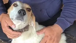 Бездомная собака Лили едет на стерилизацию/Stray dog Lily goes for sterilization