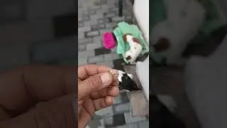 Перевел Пальму на сбалансированный корм для удобства в путешествиях