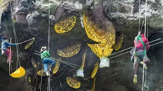 Extreme Job of Harvesting Wild Honey Under Dangerous Stone Cliffs