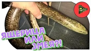 ЖЕЛТОПУЗИК - ЯЩЕРИЦА ИЛИ ЗМЕЯ? Pseudopus apodus или глухарь.