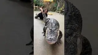 Darth Gator loves his exercise!🐊🙌🏻 