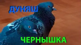 Знакомьтесь, Чернышка и Дуняш