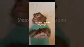 Кто оскорбляет бибизян тот рапик 