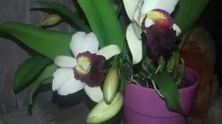 Ура! Долгожданное цветение каттлеи:через тернии к звездам 😍