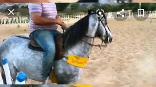 Fotos de cavalo tordilho e crioulo