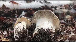 MARZUELO SETAL ENORME (HYGROPHORUS MARZUOLUS) FEBRERO 2019