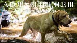 A Born Retriever Part 3 | Retrievers and Redeyes | Fly Fishing for Bass in the Streams of Alabama