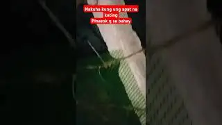 nakuha Kuna ung apat na kuting