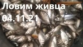 Ловим живца 04.11.21