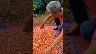 may pinapatuyo c tatay ano kaya iyon | MRJC Vlog