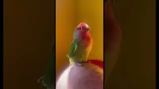 Неразлучник поёт
