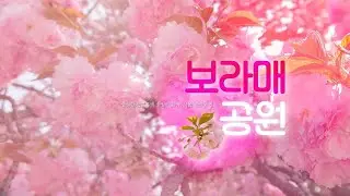 서울 겹벚꽃 명소, 보라매공원에 겹벚꽃이 활짝 피었어요!