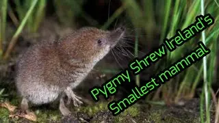 Pygmy Shrew Ireland's Smallest Mammal