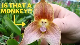 12 most strangest and beautiful flowers 🌺