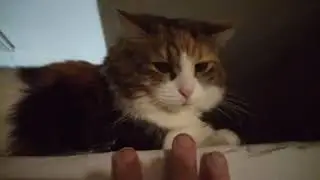 Кошка Тося Недотрога)))