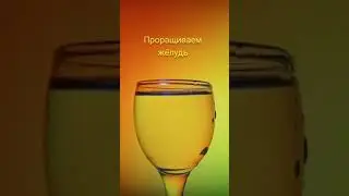 Проращиваем жёлудь