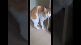наша ваша не понимай,кушать подавай #кот #юмор
