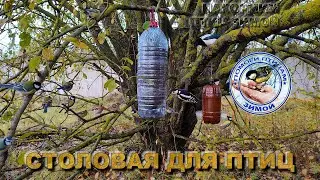 Синицы | Дятел  | Воробьи | Лазоревки | Зяблик | Сорока | 10 Октября 2023 года