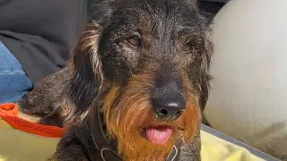 Dachshund Teddy can hardly believe his eyes 😄