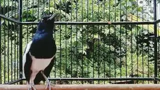 kacer panggil lawan gacor pagi siang malam