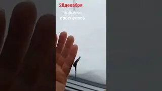 бабочка под новый год