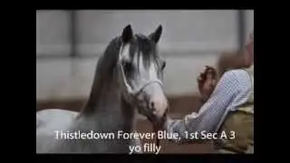 North Western Association Spring Show 2015
