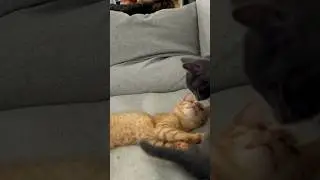 😻#catvideos #comedyclub #тнт #pets #funnyanimal #приколыскотами #смешнойкот #юмор_на_коленке #funny