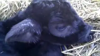 Baby Calf