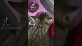 Софа