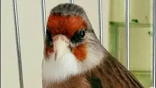 عندك فراخ هجين و حاب تلقمهم....بصحتك هذا التغريد الرائع 🎶🎵🎼