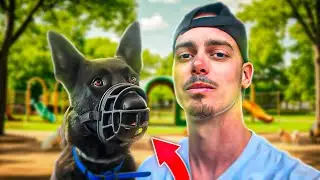Apprendre la muselière a son chien en méthode POSITIVE !!!