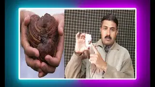 DXN Ganoderma Reishi Powder Benefits, Tips and History Health Wealth and Happiness