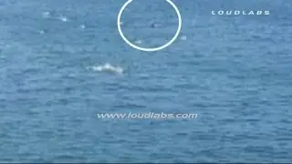 Great White Shark Attack 