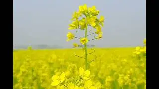 Найкращi Українськi пiснi БЕРЕЗЕНЬ 2024