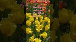 С Днём Победы! 9 мая #видеооткрытки #открытки #открыткиспраздником #деньпобеды #9мая #праздник9мая