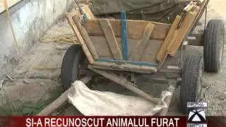 ŞI-A RECUNOSCUT ANIMALUL FURAT