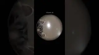 комару Педро 