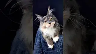 Моя девочка Yenifer