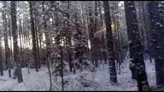 дт-75 в лесу