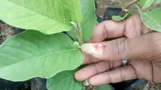 Jambu Kristal Yang Berbuah Lebat - Bibit Jambu Kristal Yg Sudah Berbuah - Pupuk Jambu Cepat Berbuah